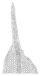 Rhizogonium pennatum, leaf apex. Drawn from A.J. Fife 6477, CHR 104901.
 Image: R.C. Wagstaff © Landcare Research 2016 